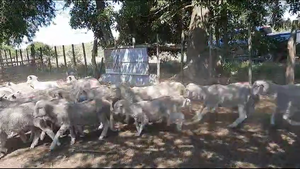 Lote 30 Corderos