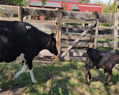 Lote (Vendido)6 Piezas de cría HO 460kg - , Colonia
