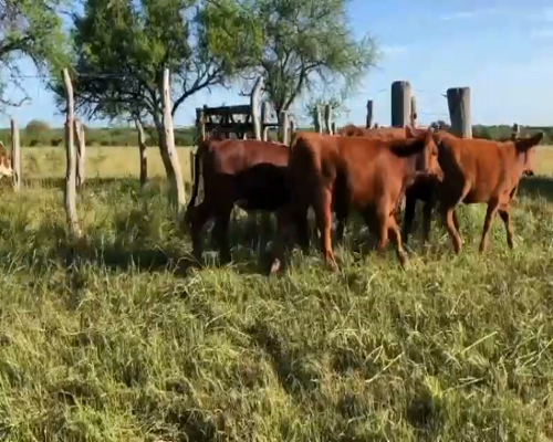 Lote 150 Terneros/as en Entre Ríos, Federal