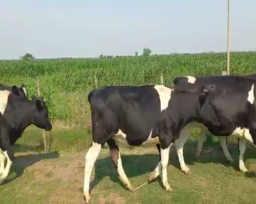 Lote Sergio Rivarosa