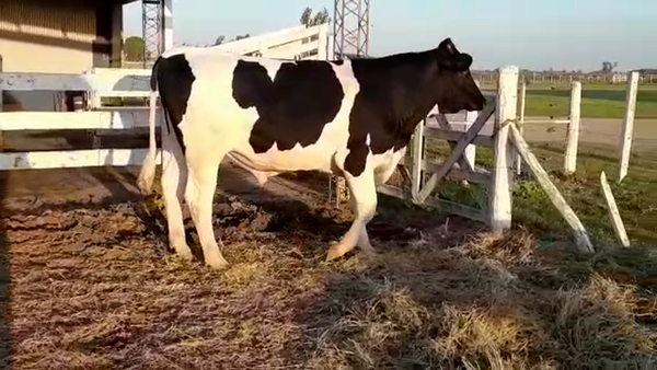Lote Toros - Cabaña la luisa