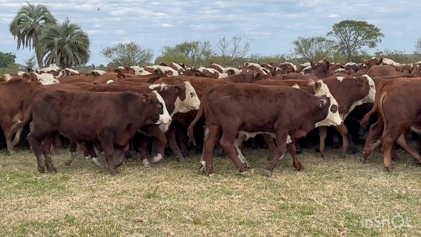 Lote 205 Terneros en Corrientes, Perugorría
