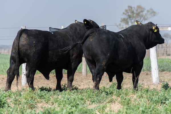 Lote Corral 22/23- CABAÑA DON FELIPE