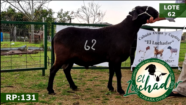 Lote OVINOS MACHOS 62