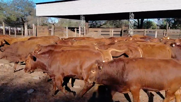 Lote 100 MEJ / Macho Entero Joven en Salta, El Tala