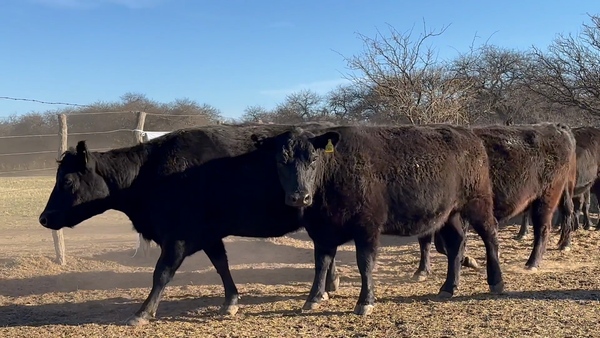 Lote Vacas generales parición primavera "cabaña El amanecer de Carlos Gaccio"