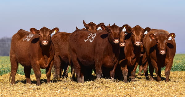 Lote VAQUILLONA ANGUS PC OTOÑO