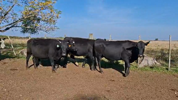 Lote VACAS PREÑADAS