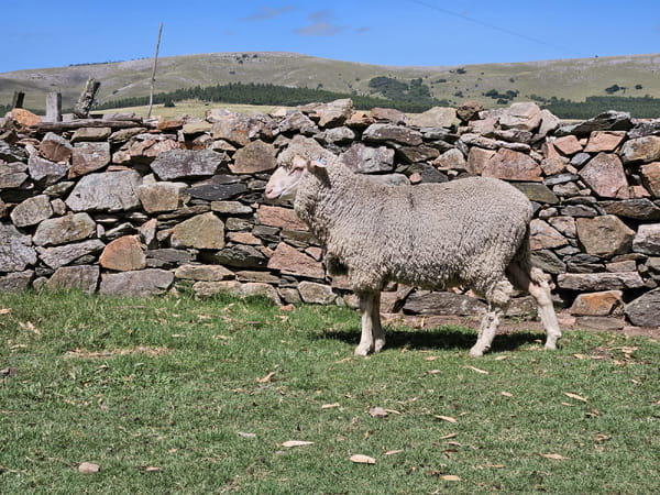 Lote (Vendido)Carneros, Lavalleja