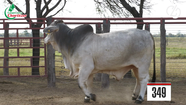 Lote Brahman