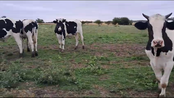 Lote (Vendido)20 Novillos Holando en 10 Km  de San Jose