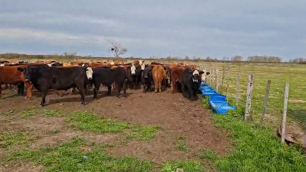 Lote 250 Novillos en Gualeguaychú, Entre Ríos