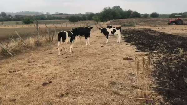 Lote 4 Terneras Holando en Fagina