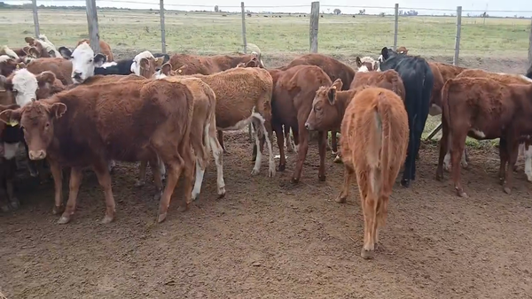 Lote 29 Terneras