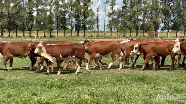 Lote 112 Terneros en Corrientes, Perugorría