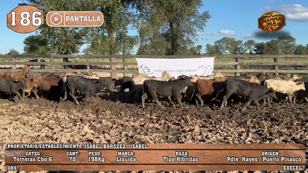 Lote LOTE 186 - PANTALLA