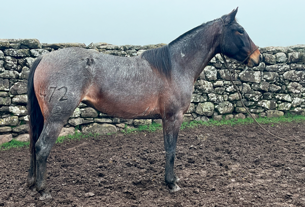 Lote FORTUNA GAITERA