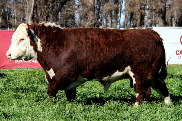 Lote Toro PP