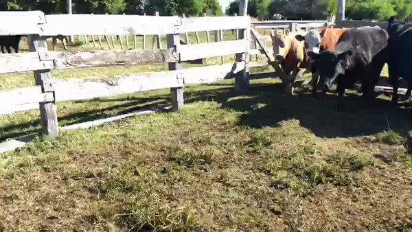 Lote 5 Vacas gordas de El Canutillo