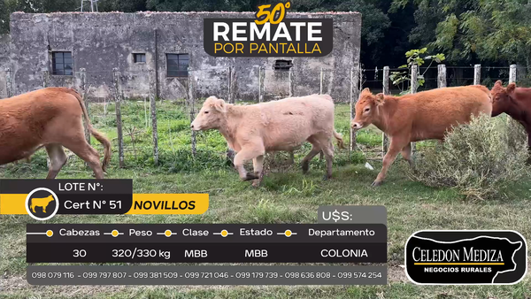 Lote 30 Novillos en Camino Reducto Colonia
