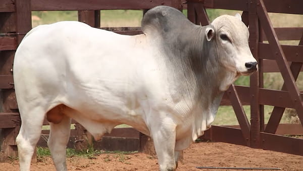 Lote LOTE 60