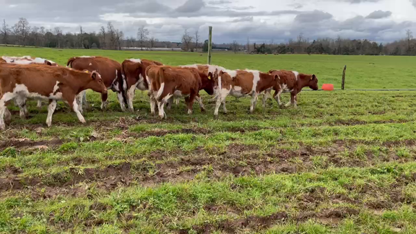 Lote 50 Ternero en Puerto Varas, X Región Los Lagos