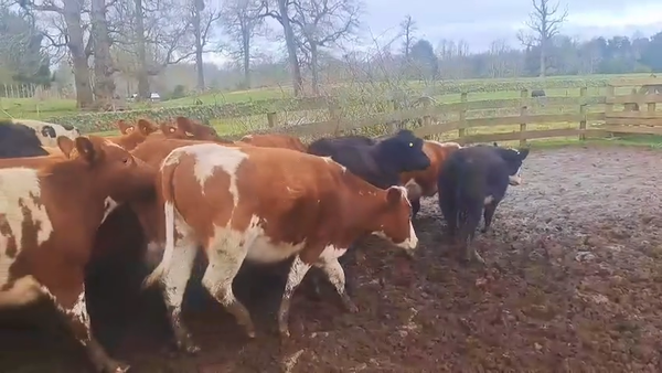 Lote 23 Vaquilla Engorda en Frutillar, X Región Los Lagos