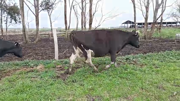 Lote 2 Vaquillonas  550kg - , San José