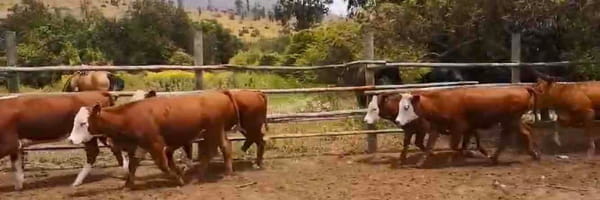 Lote 36 Vaquilla Engorda en V  Región Valparaíso, Puchuncaví