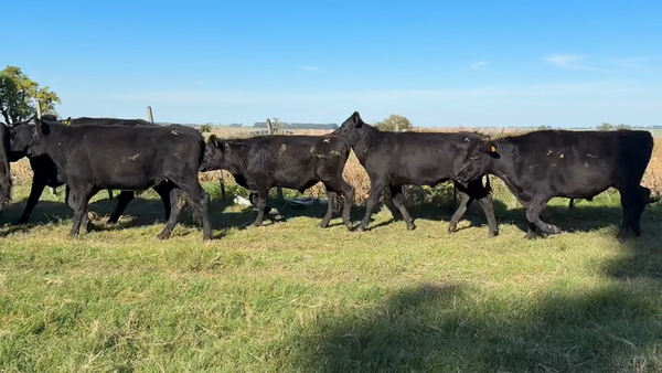 Lote NOVILLOS 1 A 2 AÑOS