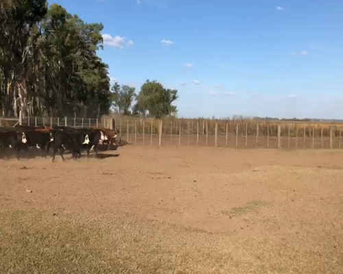 Lote 89 Terneros de 210 Kgs en Cañada Seca