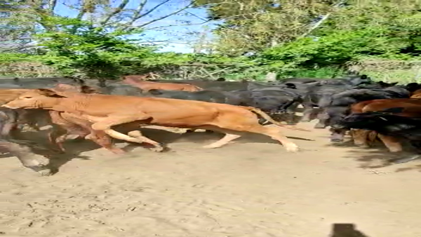 Lote 50 TERNEROS/AS ANGUS Y BRANGUS EN HELVECIA, SANTA FE