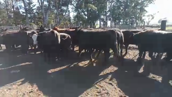 Lote 50 Novillitos y vaquillonas en A. Alsina, Buenos Aires