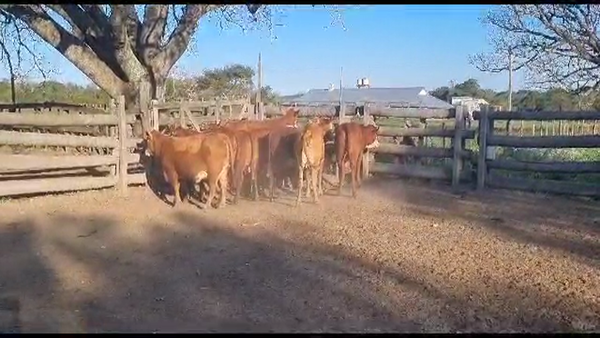 Lote VAQUILLONAS PARIDAS