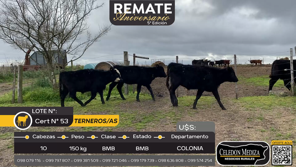 Lote 10 Terneros y Terneras en Barker, Colonia