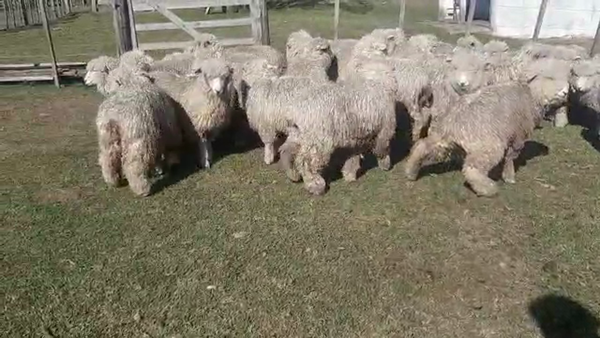 Lote 32 Corderos CORRIDALE 45kg - , San José