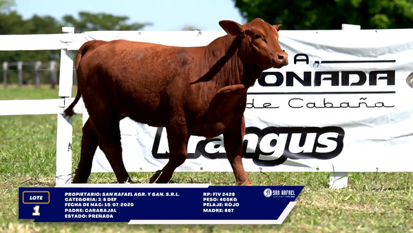 Lote LOTE 1
