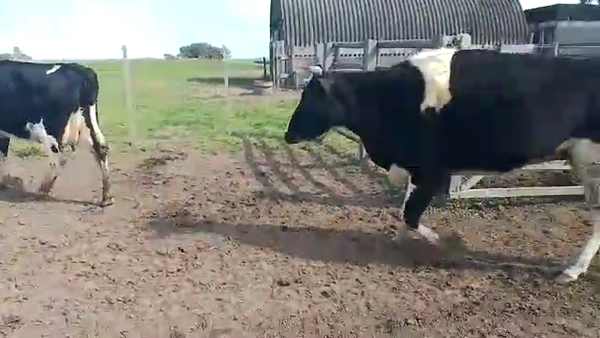 Lote 6 Vacas de Invernada 380kg - , San José