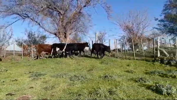 Lote (Vendido)10 Novillos 1 a 2 años 4 NO/ HO - 4 AA/ HO - 210kg -  en RUTA 53