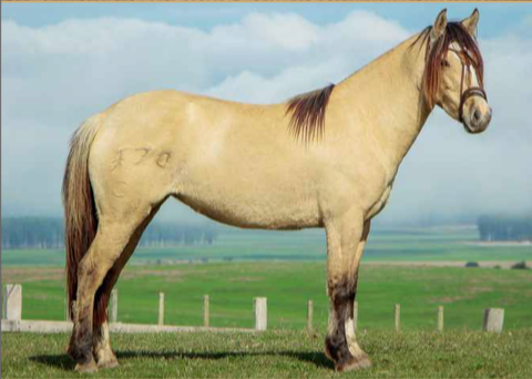 Lote MILAGROS 370 DE LA CASILLA