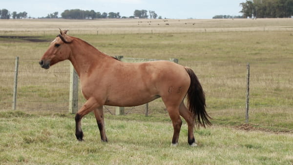 Lote TERRON Tijereta 11