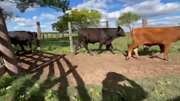 Lote 56 Novillitos