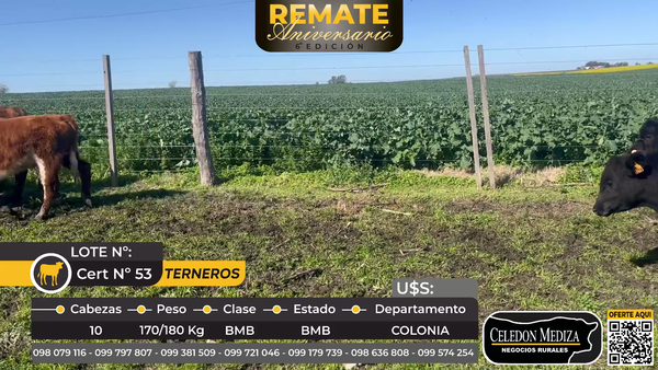 Lote 10 Terneros en La Horqueta, Colonia