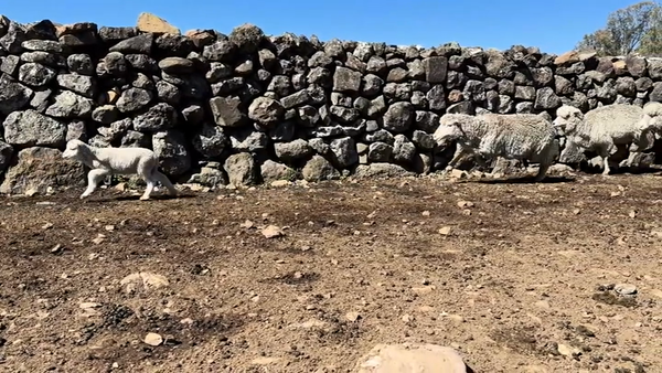 Lote OVEJAS PIEZAS DE CRIA