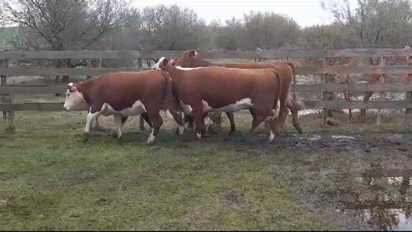 Lote (Vendido)4 Vaquillonas/Vacas Gordas 390kg -  en POLANCOS