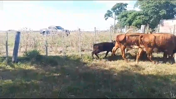 Lote 16 Piezas de cría en San Gregorio