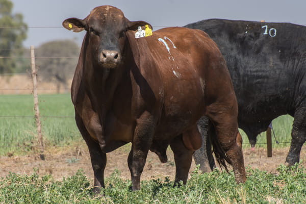 Lote Corral 31/32 - CABAÑA DON FELIPE