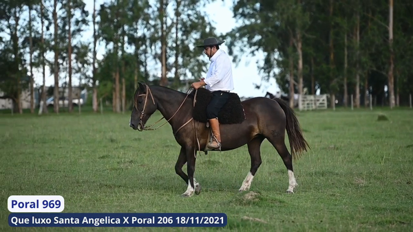 Lote Poral 969