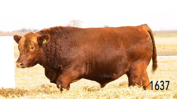 Lote Toro