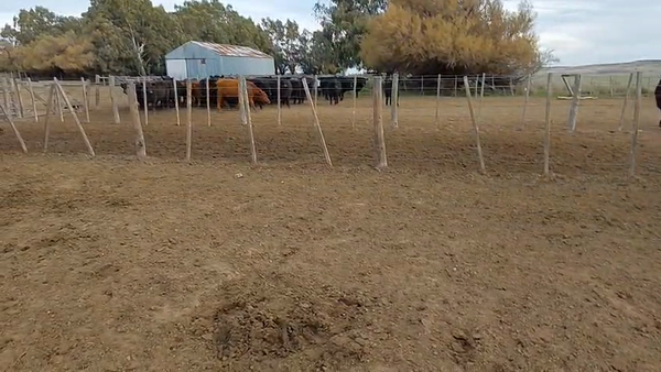 Lote 60 Novillitos en Buenos Aires, Tornquist